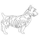 australian terrier