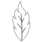 delphinium leaf