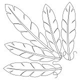 indian feather brd crn