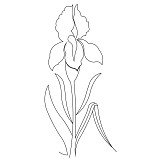 iris border 001