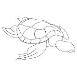 sea turtle single