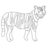 tiger standing