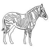 zebra single 001