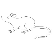 rat