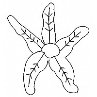 starfish1