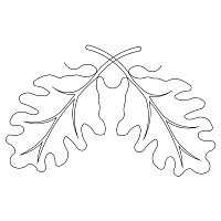 Acorn Leaf