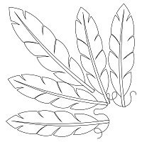 indian feather brd crn