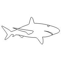 shark single 001